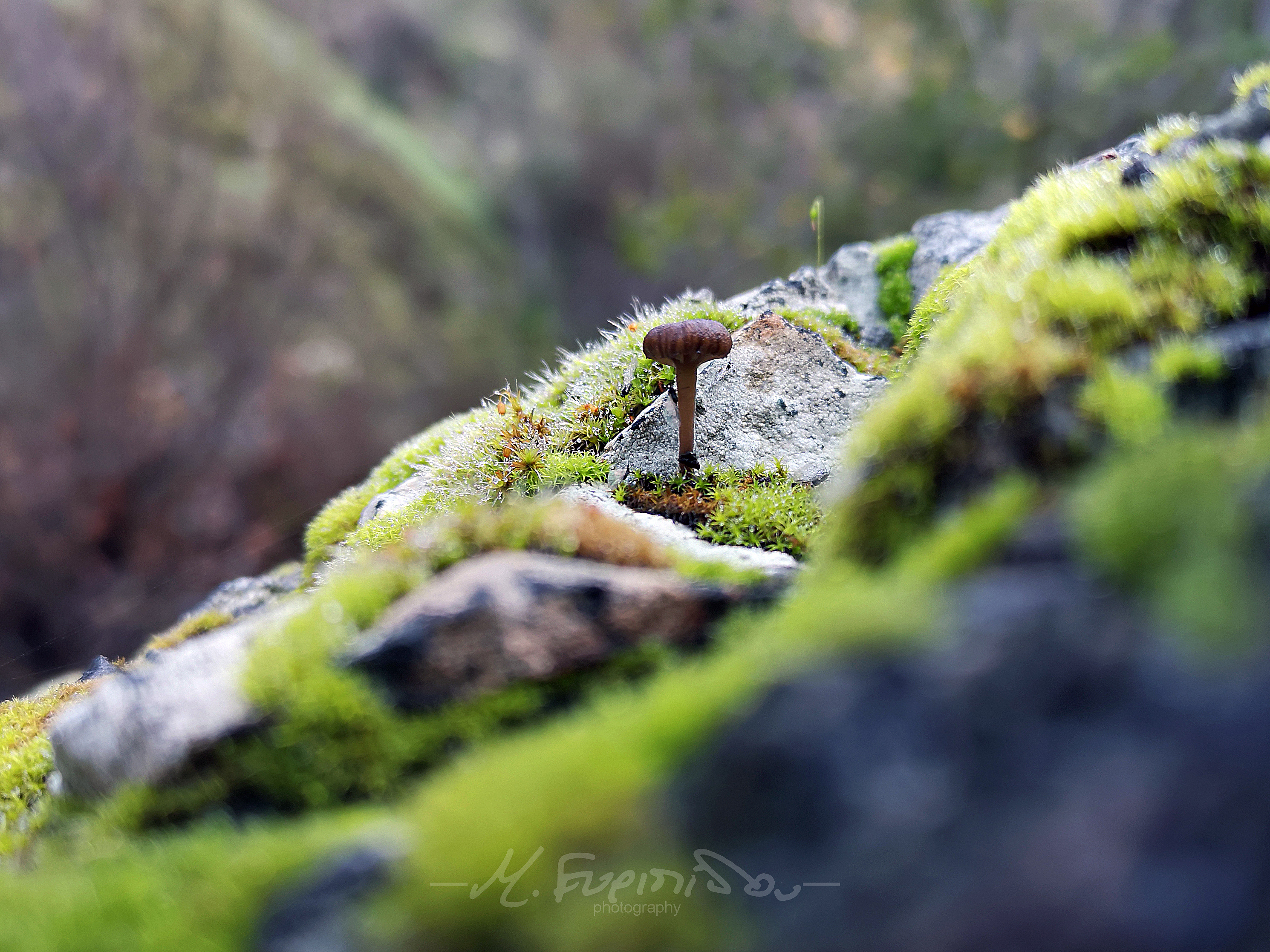 8-1-2023 tiny mushroom, Cyprus