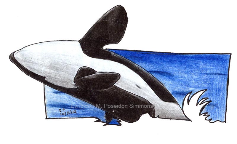 orca-coloured pencils