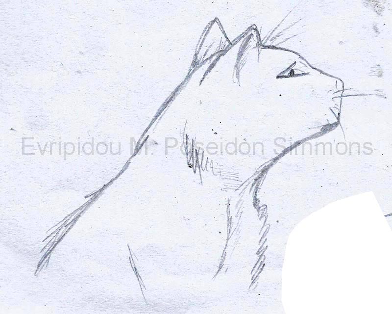 cat sketch