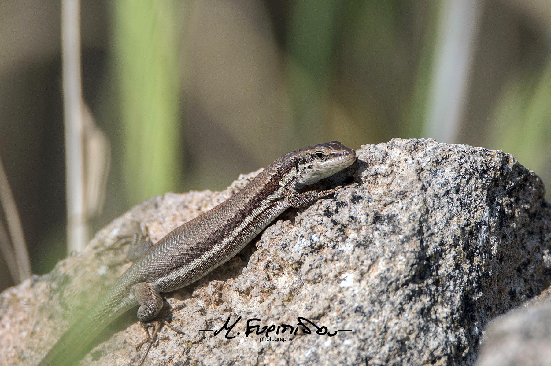 lizard sunning