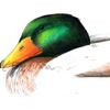 duck drawing