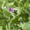 Erodium malacoides