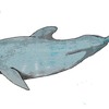 vaquita porpoise