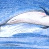 striped dolphin coloured pencils