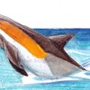 common dolphin