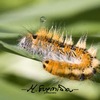 caterpillar with rain drop