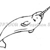 narwhal