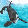 orca coloured pencils