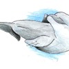 bottlenose dolphin 1136