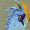 blue parrot