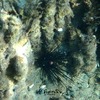 giant sea urchin-snorkeling at Amathus ancient harbour Cyprus