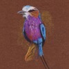 Lilac breasted roller