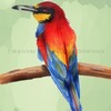 european bee eater