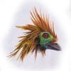 hoatzin