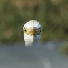 bird watching Cyprus-egret