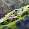 8-1-2023 tiny mushroom, Cyprus