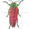 insect coloured pencils