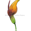 arum flower-coloured pencils