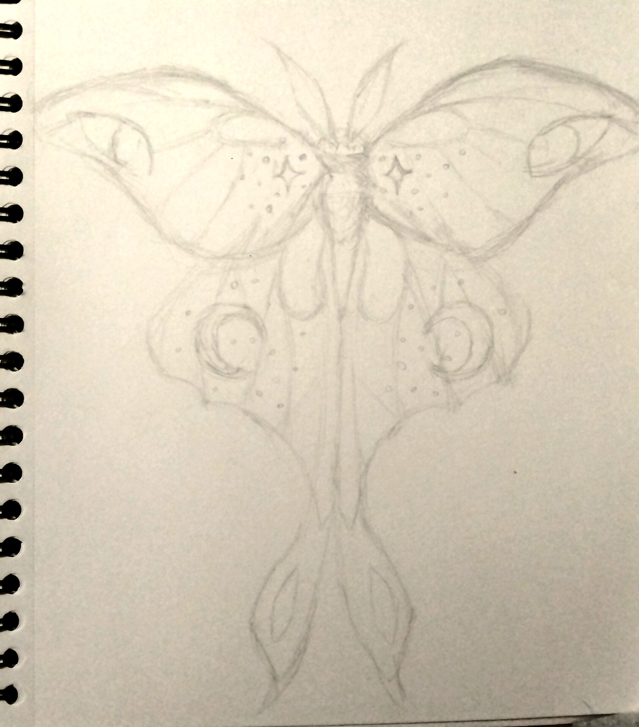 Luna Moth