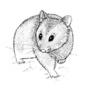 Hamster Sketch