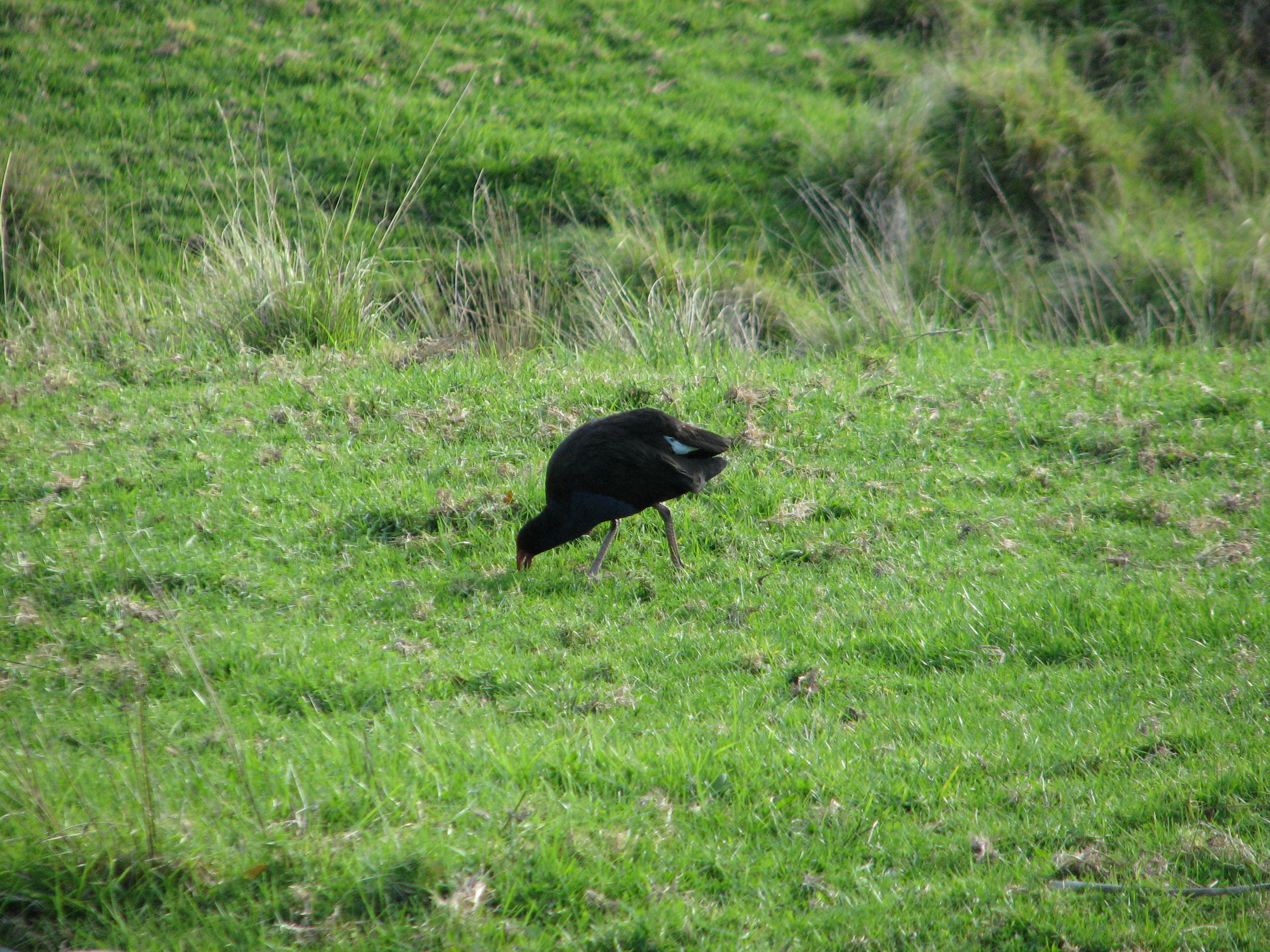 Pukeko