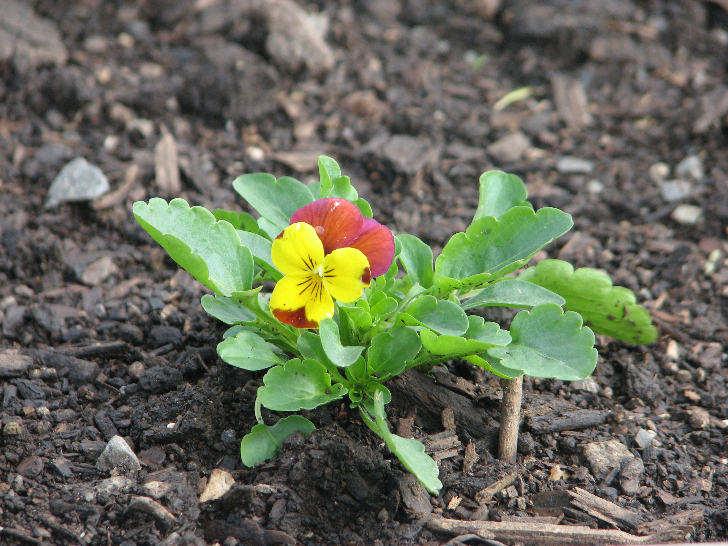 Kiwi Pansies