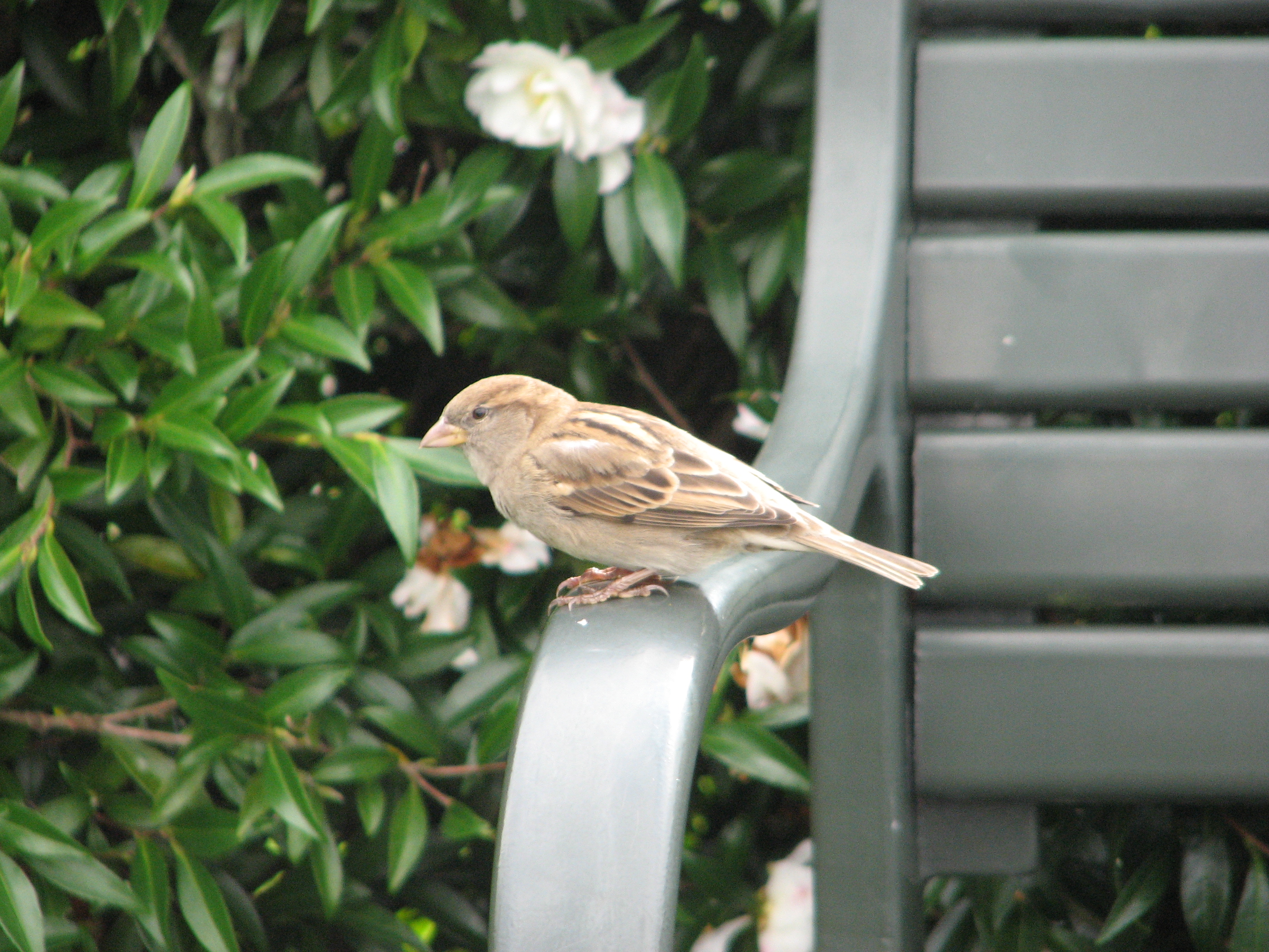 Botanic Birb