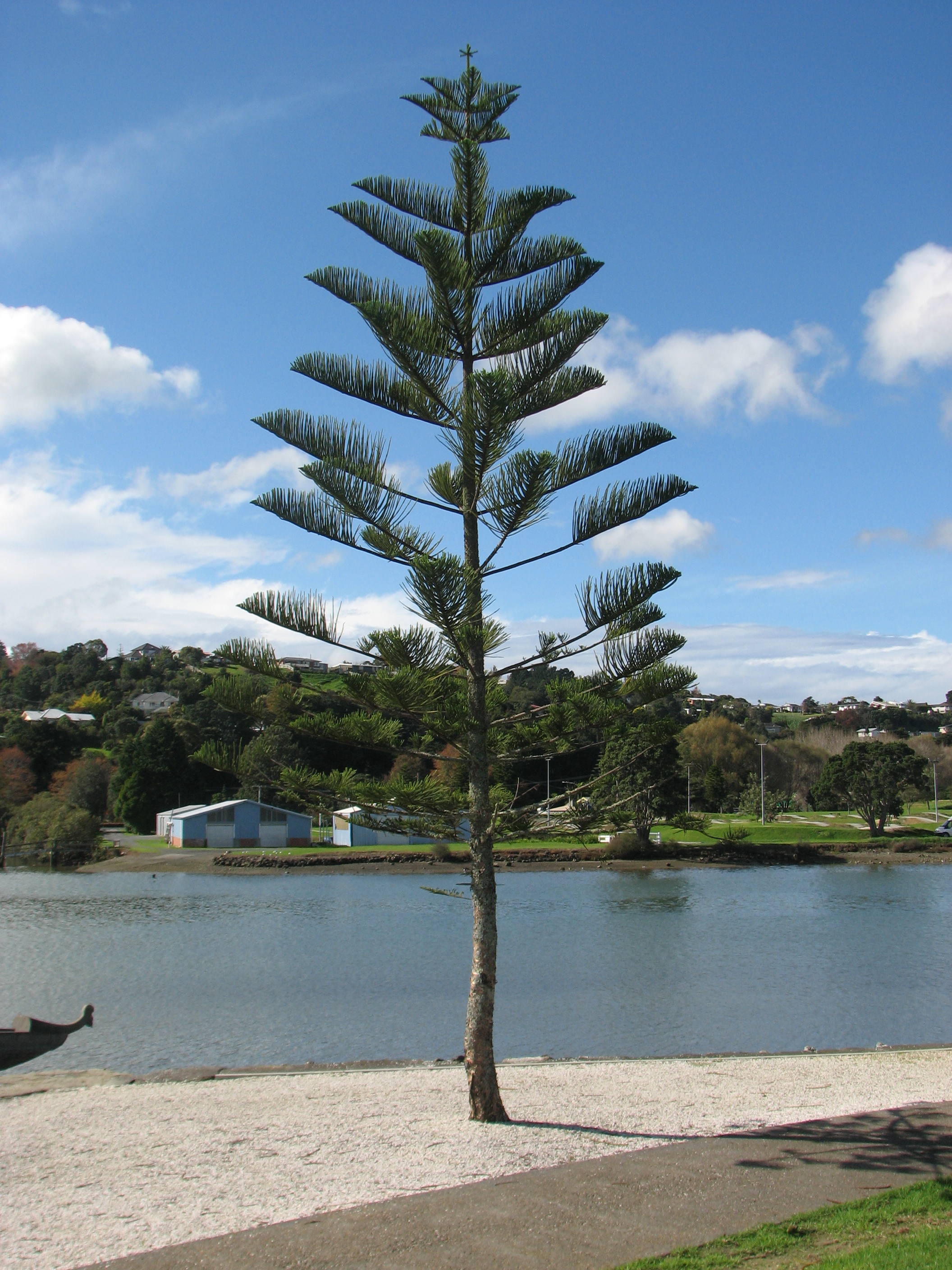 Whanagarei Christmas Tree