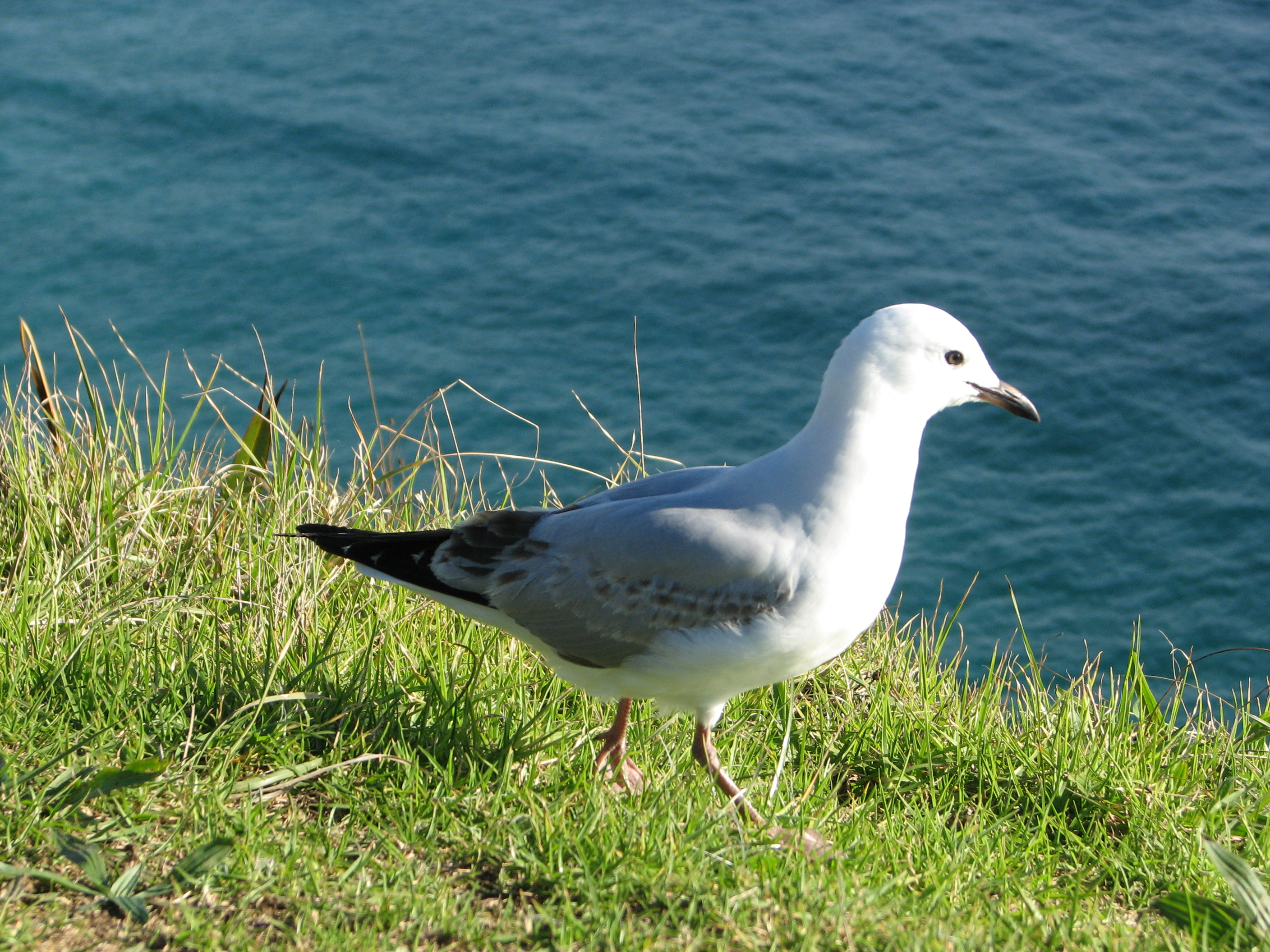 Kiwi Seabird