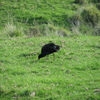 Pukeko