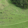 Pastoral Graffiti