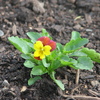 Kiwi Pansies