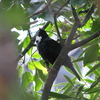 Tui