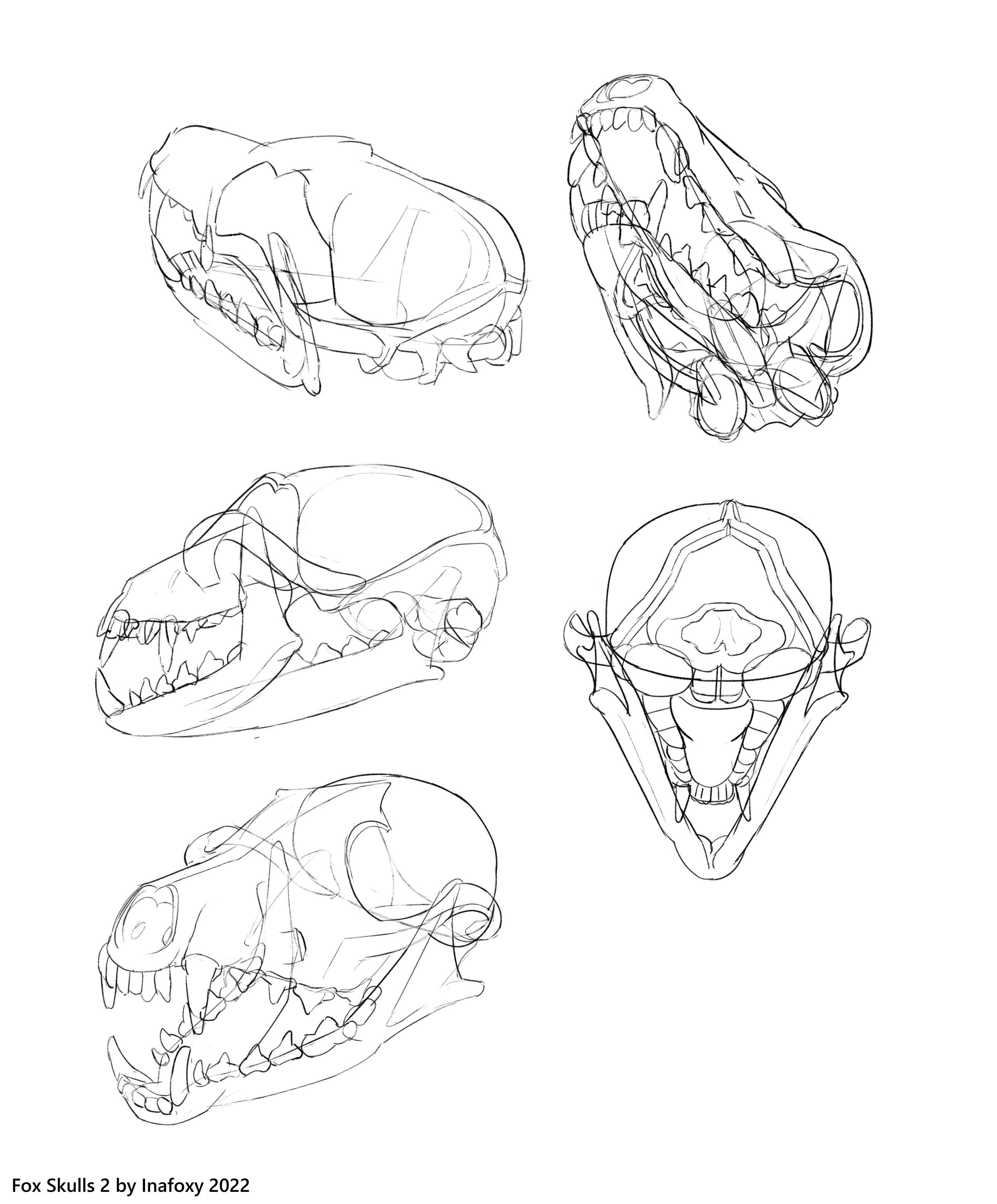 Fox Skulls 2