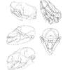 Fox Skulls 2