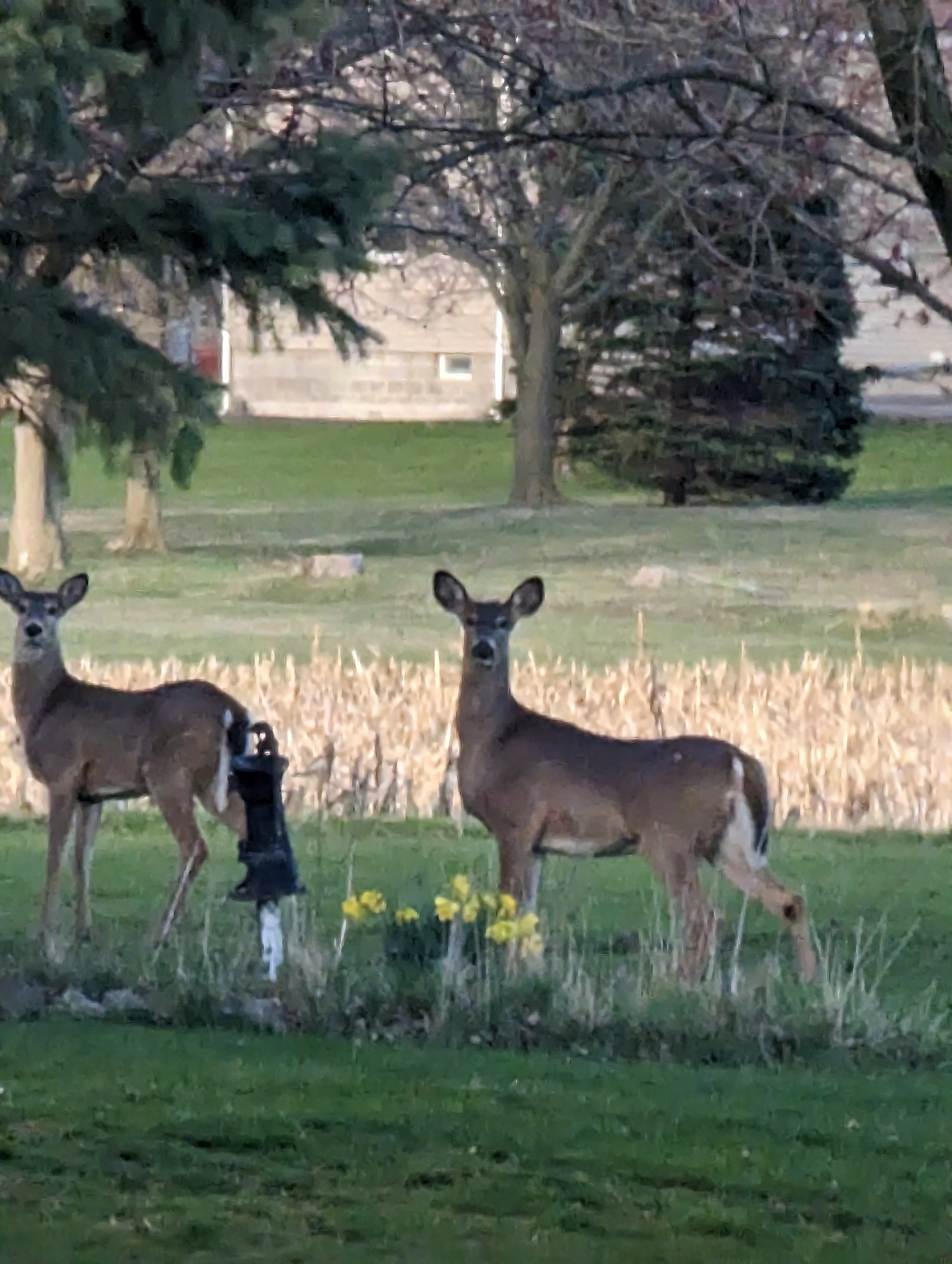 Deer looking my way