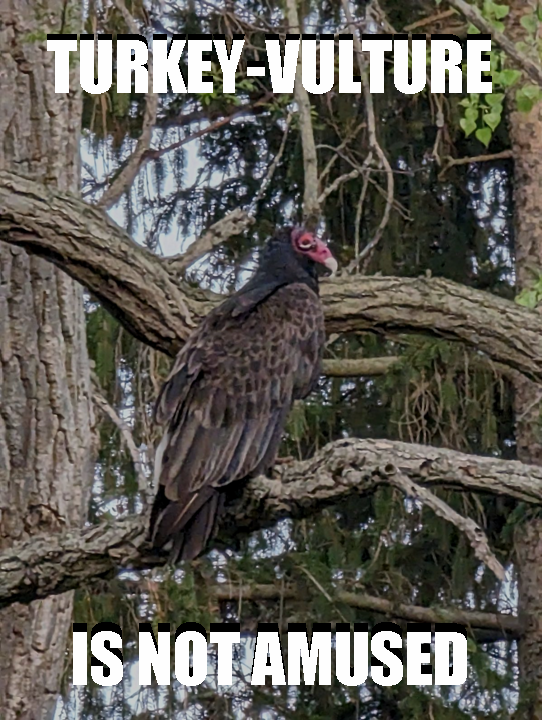 Unamused Turkey-Vulture