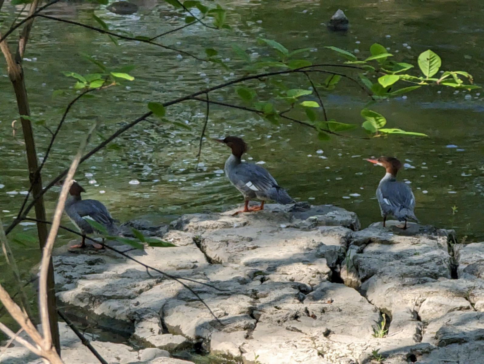 The penguins of Madagascar, as roleplayed by ducks