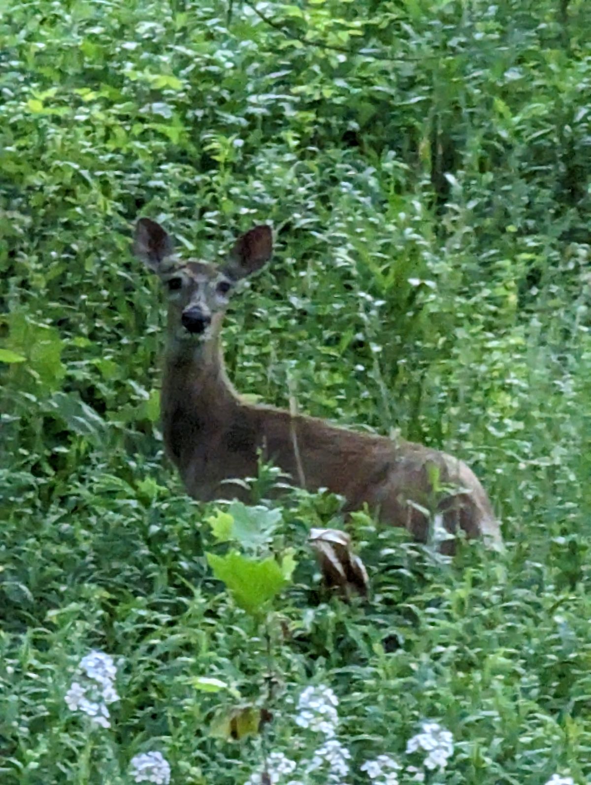 Deer in the meadows