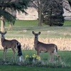 Deer looking my way