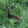 Deer in the meadows