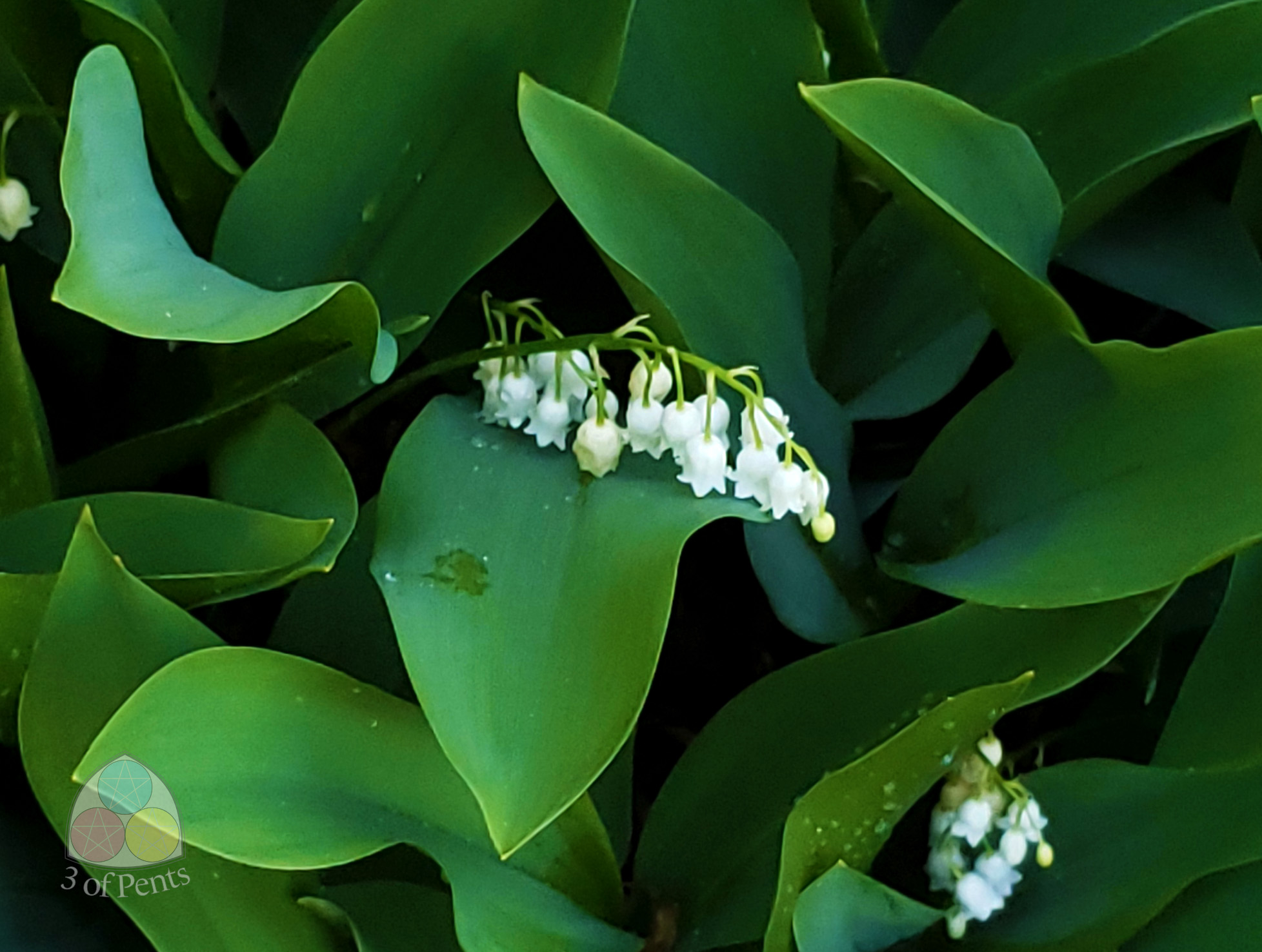 Photography // Lily of the Valley