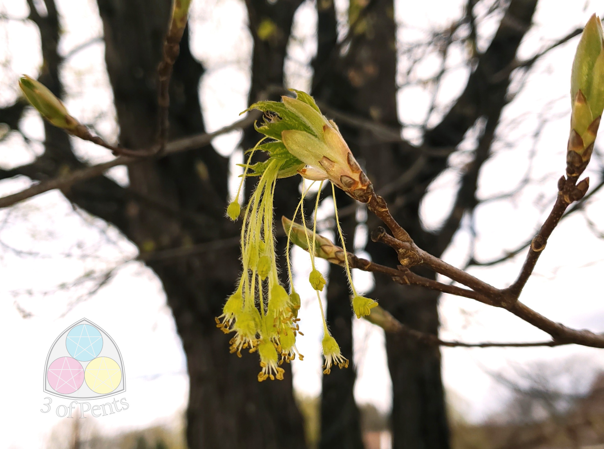 Photography // Maple Flowers