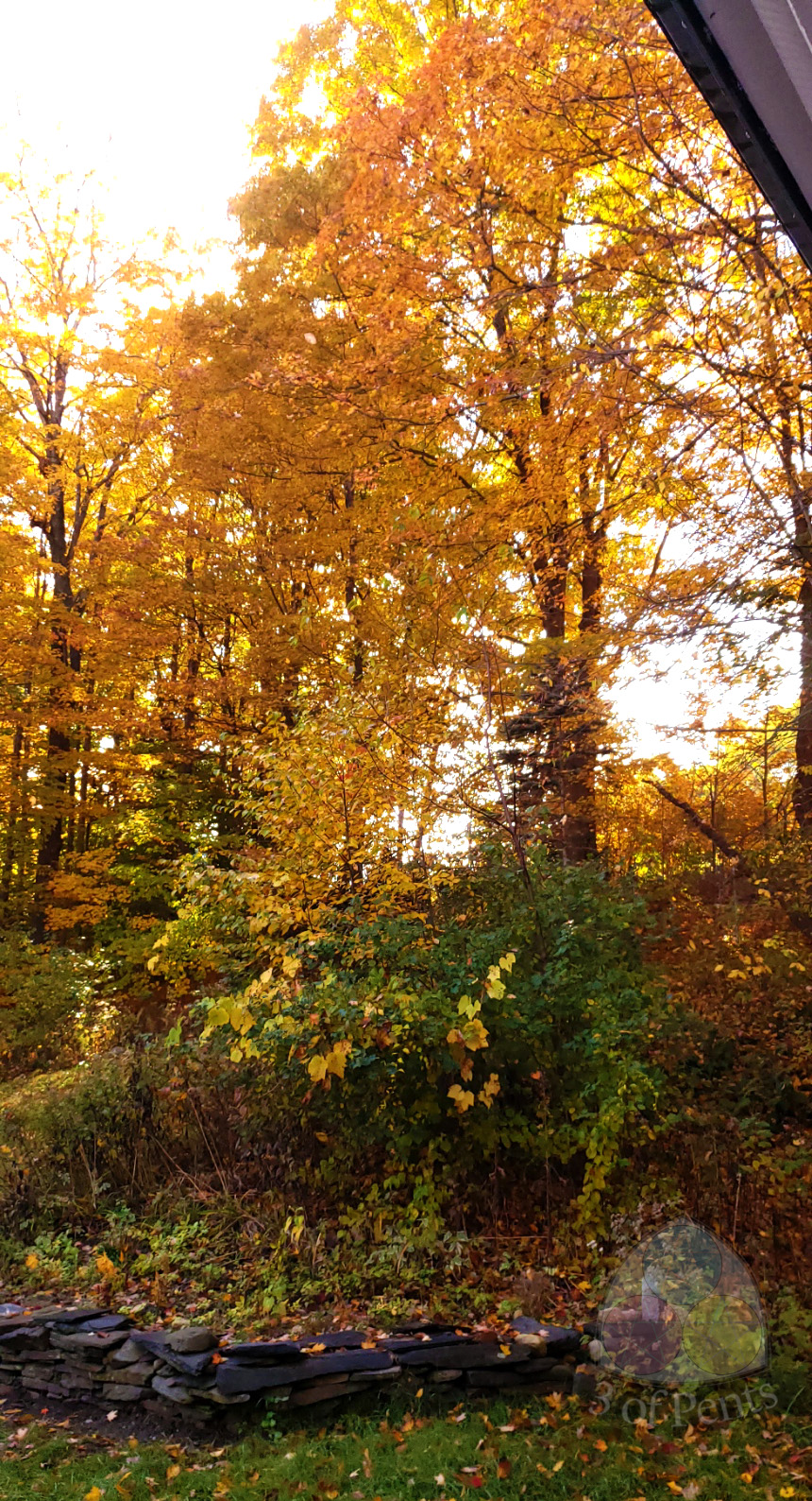 Photography // Leaf Peeping