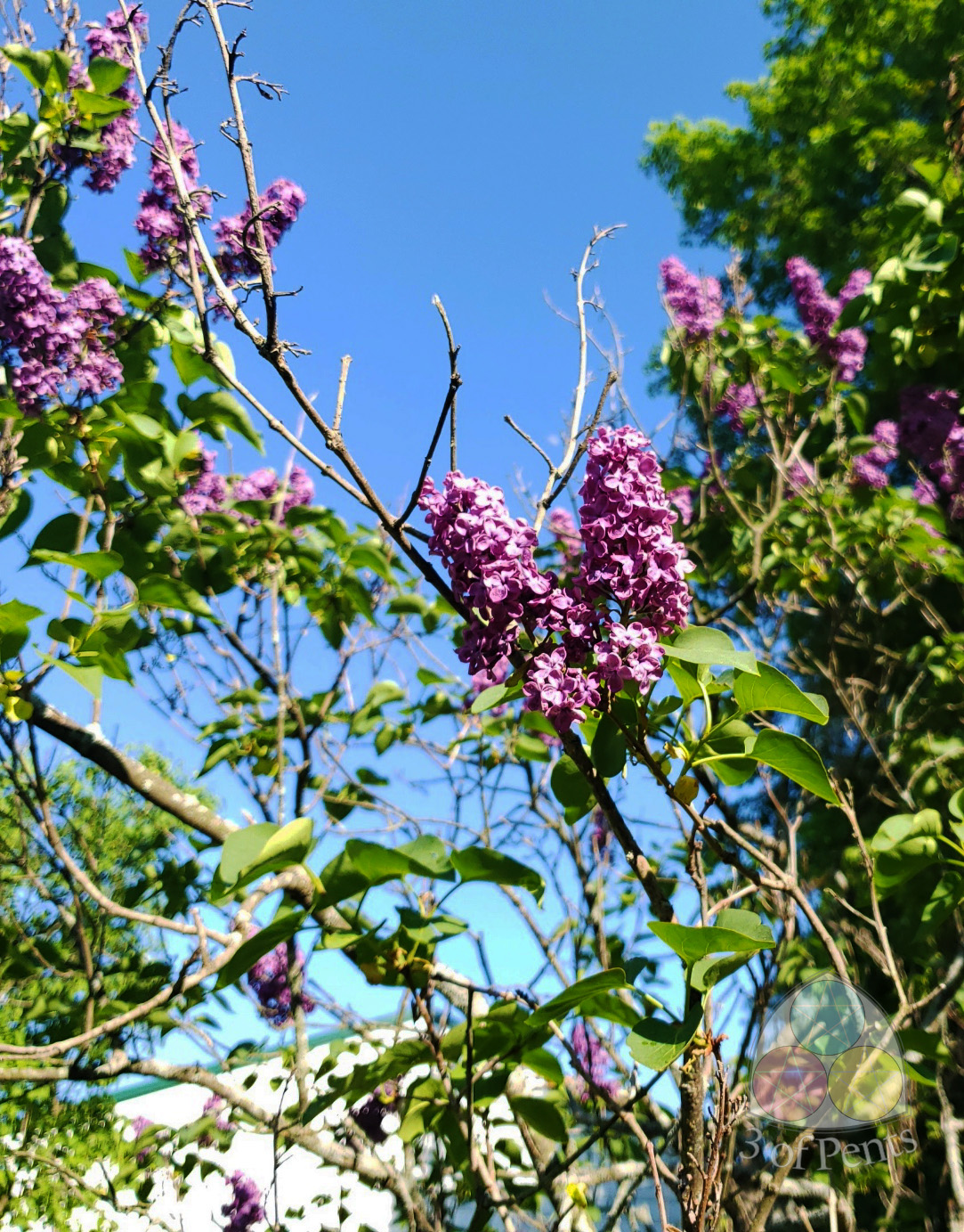 Photography // Lilacs #1