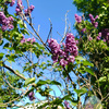 Photography // Lilacs #1