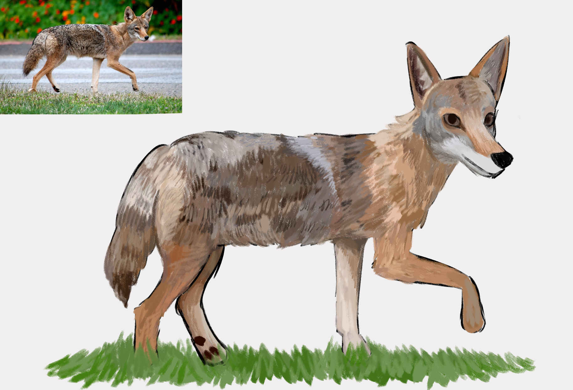 Coyote study