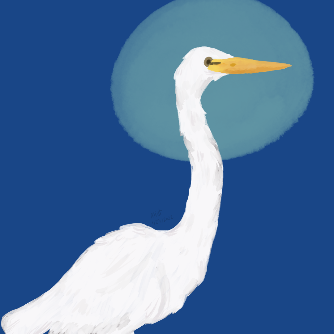 Ardea alba