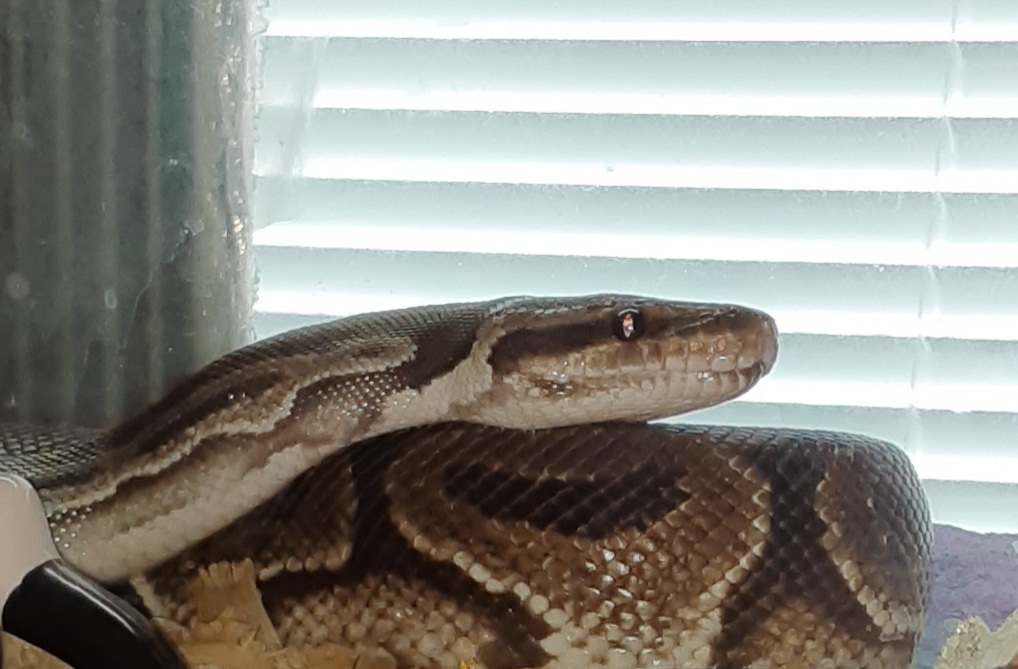 Chocolate the Ball Python