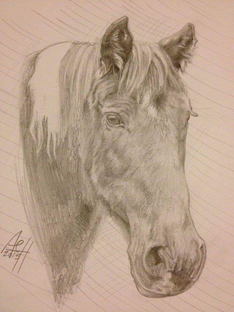 Horse Portrait 1